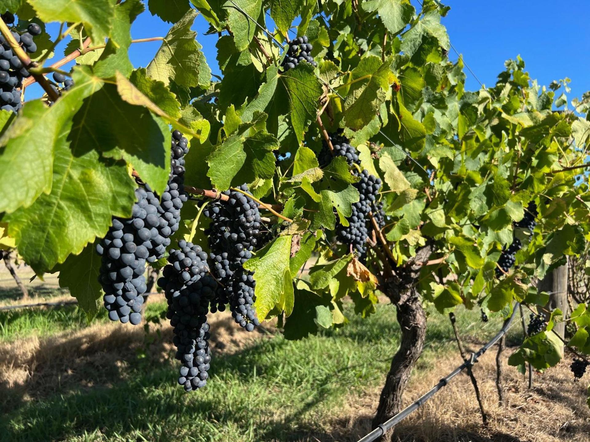 Bracken Ridge Vineyard The Entire Estate Rothbury ภายนอก รูปภาพ