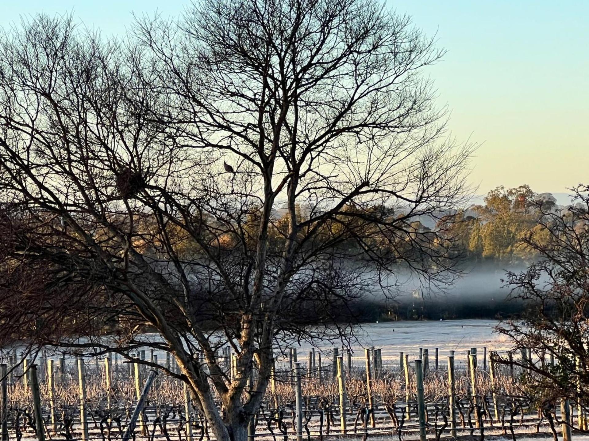Bracken Ridge Vineyard The Entire Estate Rothbury ภายนอก รูปภาพ